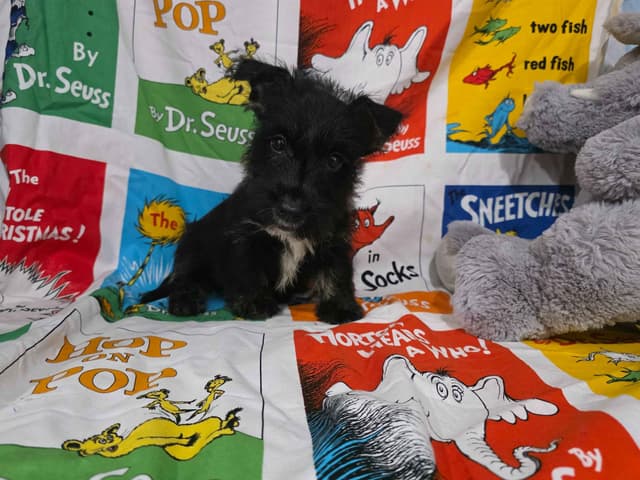 Scottish Terrier Puppies media 5