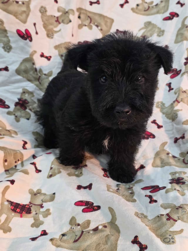 Scottish Terrier Puppies media 6