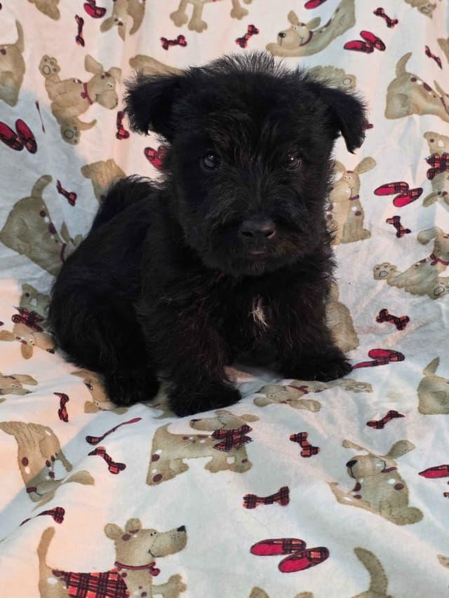 Scottish Terrier Puppies media 7