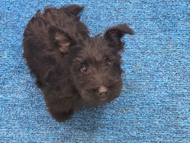 Scottish Terrier Puppies media 8