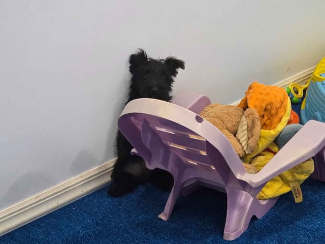 Scottish Terrier Puppies media 9