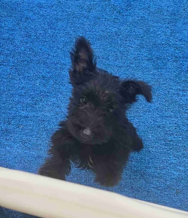 Scottish Terrier Puppies media 2