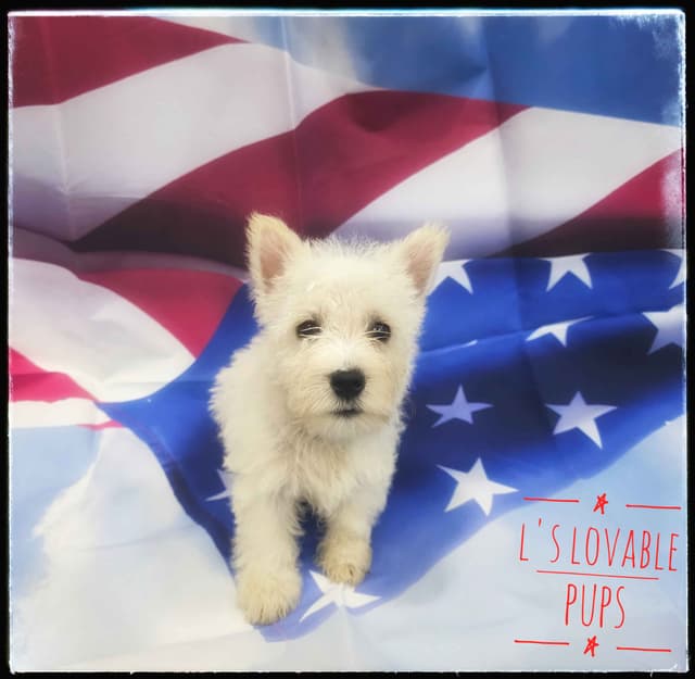 West Highland White Terrier Puppies media 3