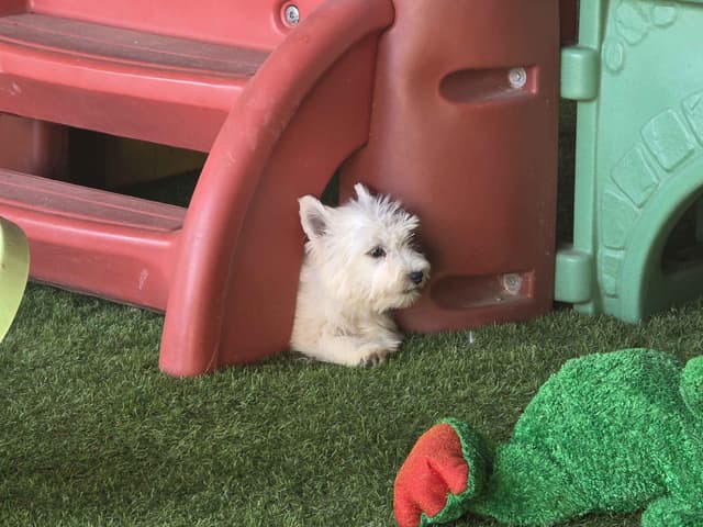 West Highland White Terrier Puppies media 2