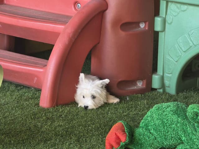 West Highland White Terrier Puppies media 3
