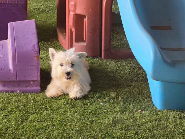 West Highland White Terrier Puppies media 4