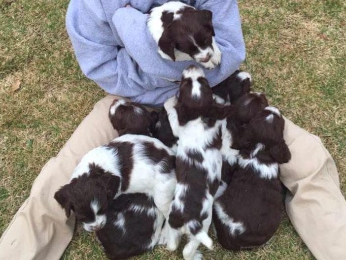 English Springer Spaniel Puppies breeder image 11