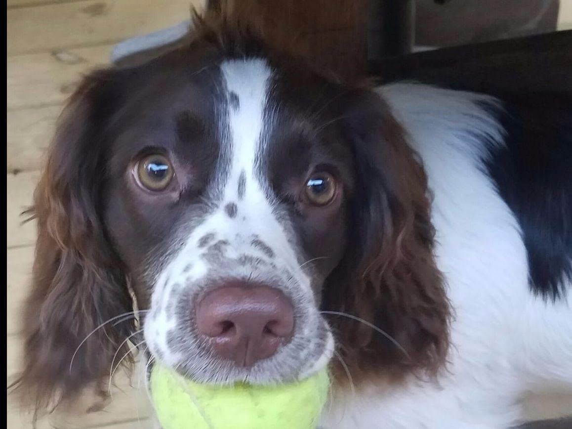 English Springer Spaniel Puppies breeder image 13