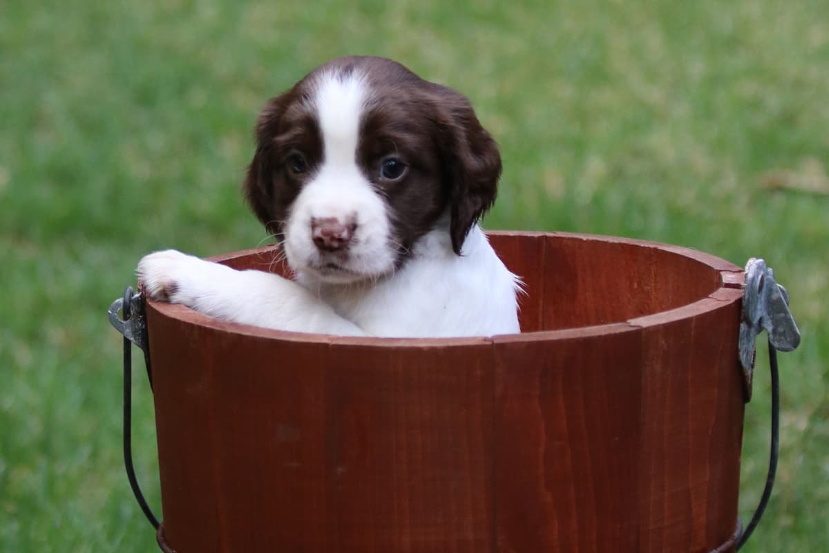 English Springer Spaniel Puppies breeder image 5