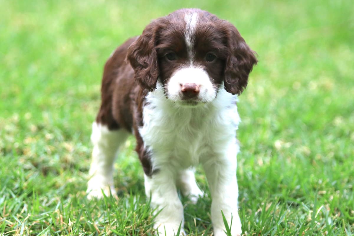 English Springer Spaniel Puppies breeder image 6