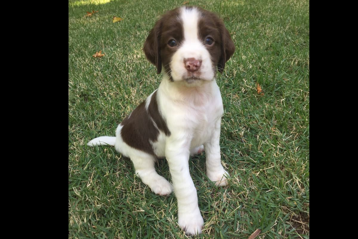 English Springer Spaniel Puppies breeder image 7