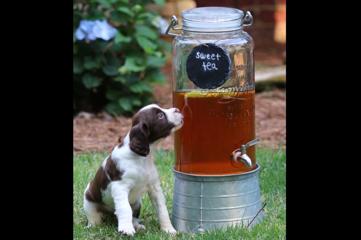 English Springer Spaniel Puppies breeder image 3