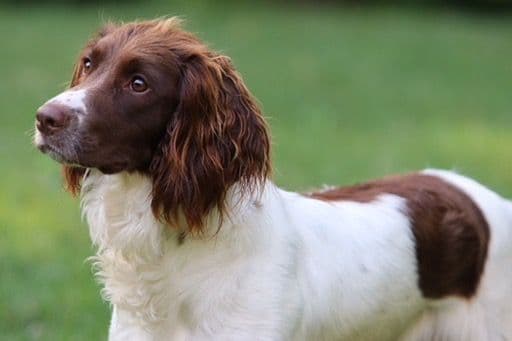 English Springer Spaniel Puppies breeder image 14