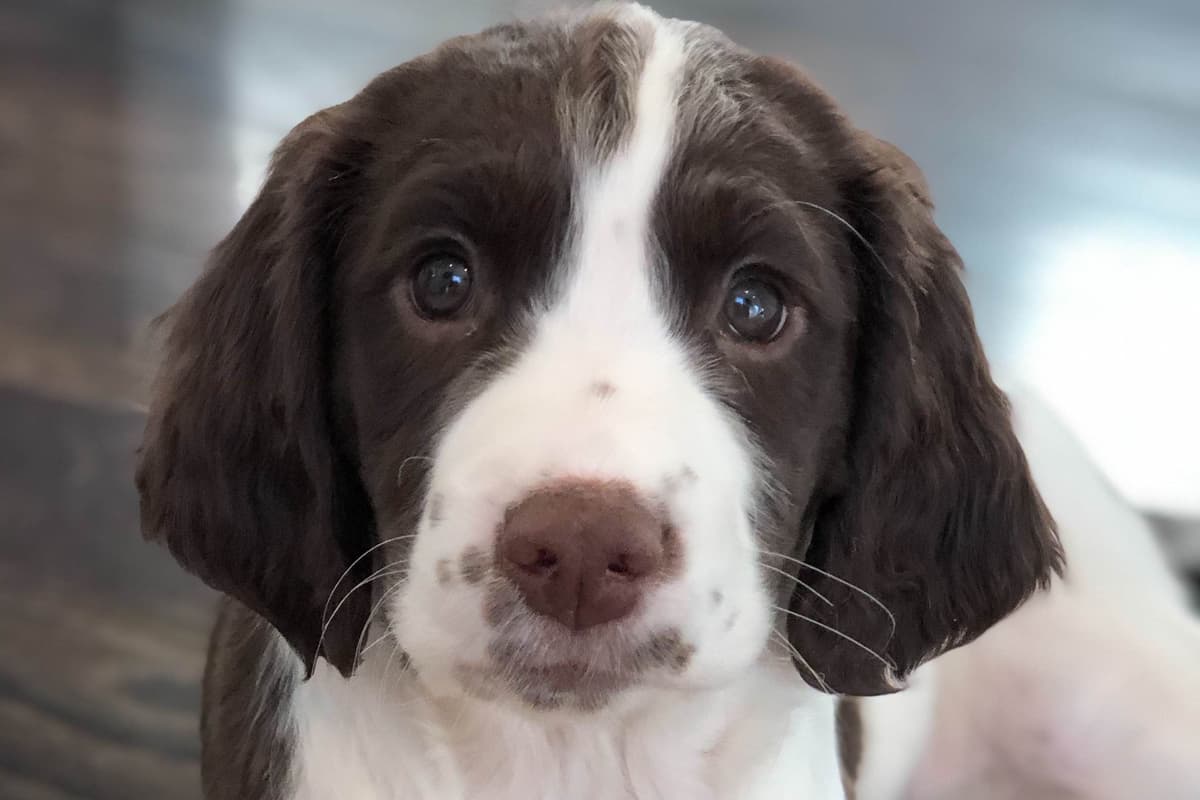 English Springer Spaniel Puppies breeder image 16