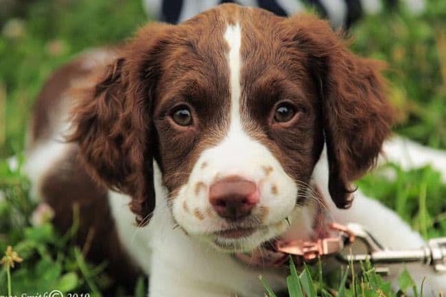 English Springer Spaniel Puppies breeder image 8