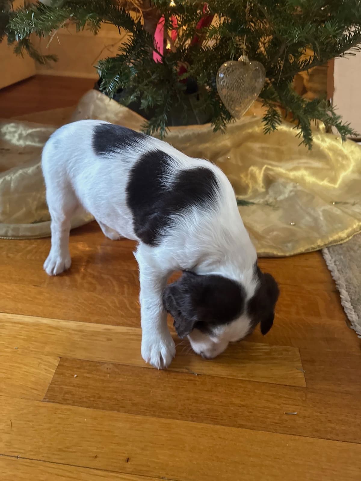 English Springer Spaniel Puppies breeder image 19