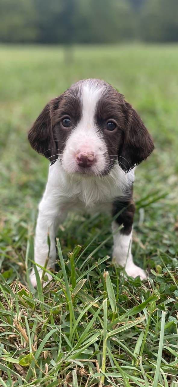 English Springer Spaniel Puppies breeder image 21