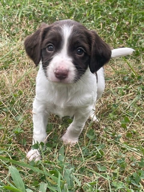 English Springer Spaniel Puppies breeder image 22