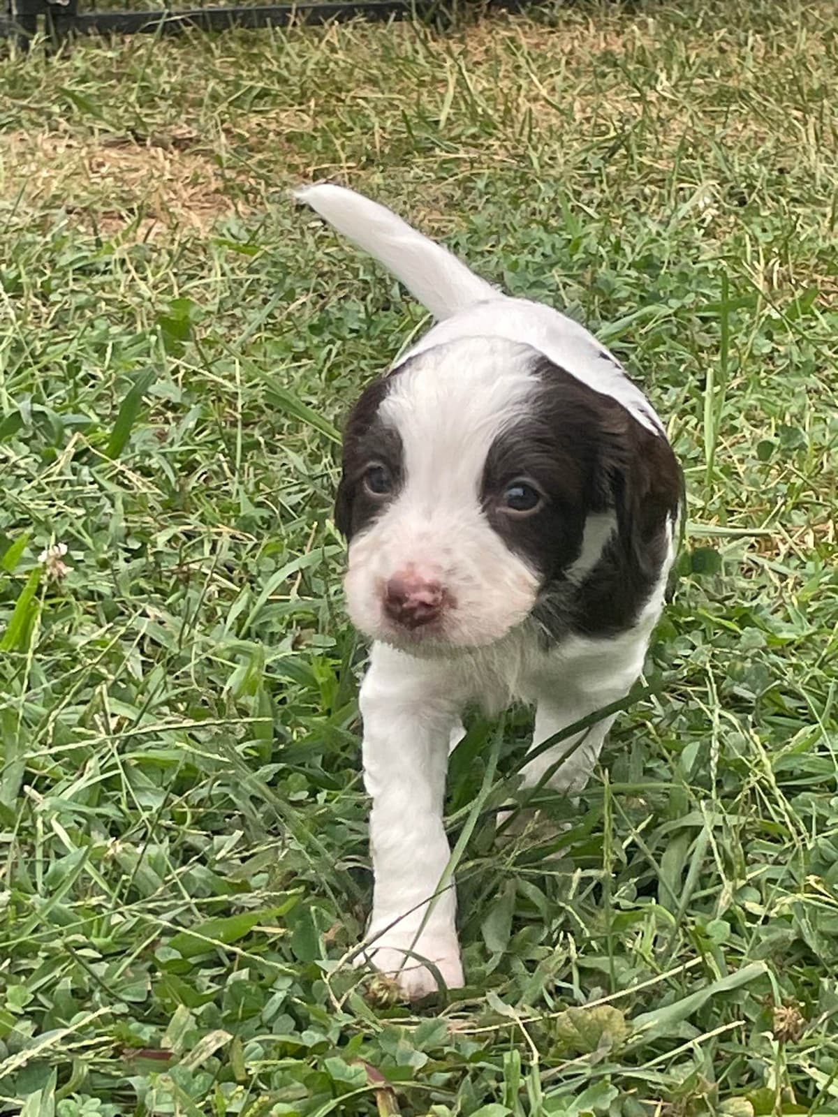 English Springer Spaniel Puppies breeder image 24