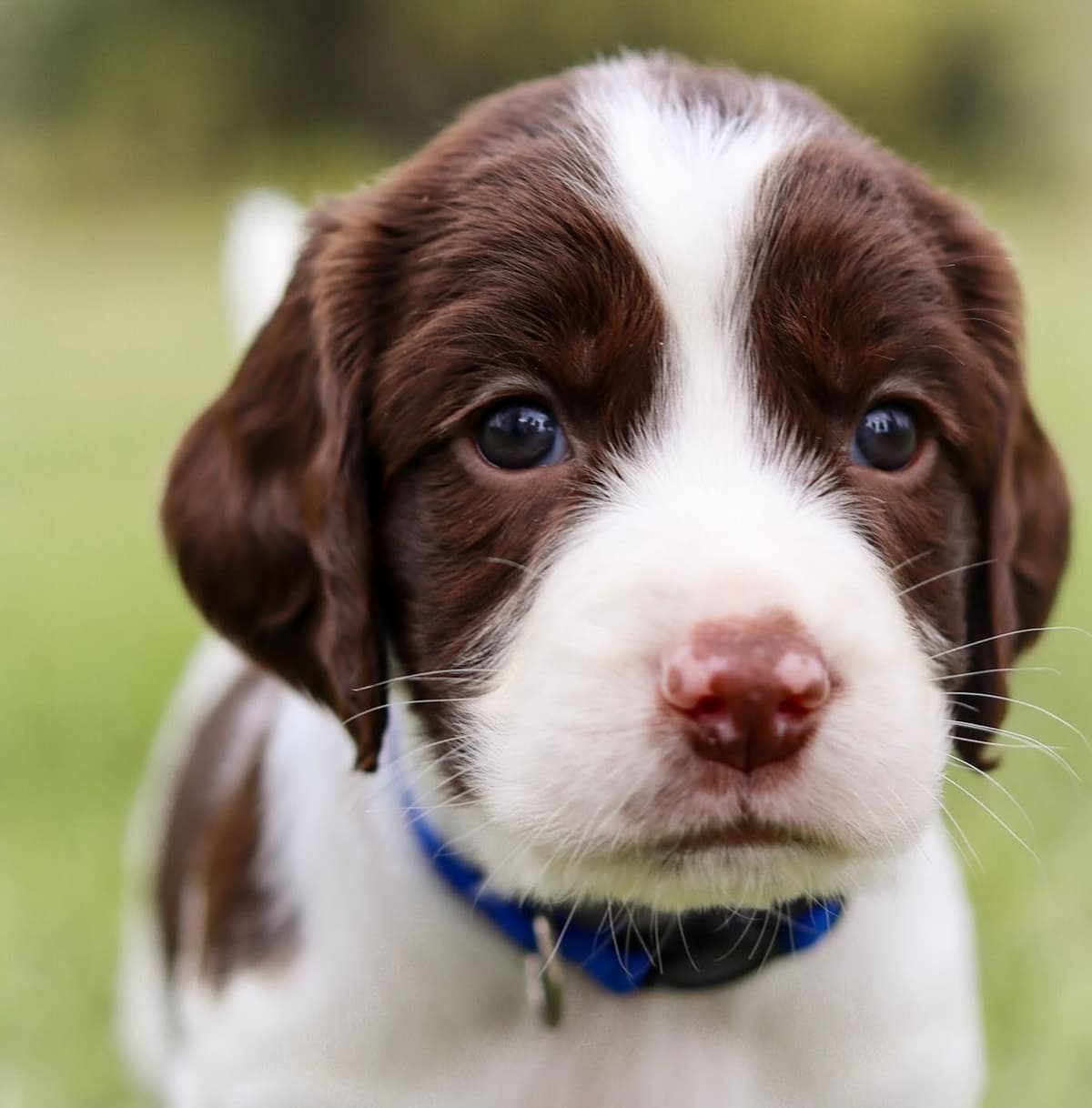 English Springer Spaniel Puppies breeder image 2