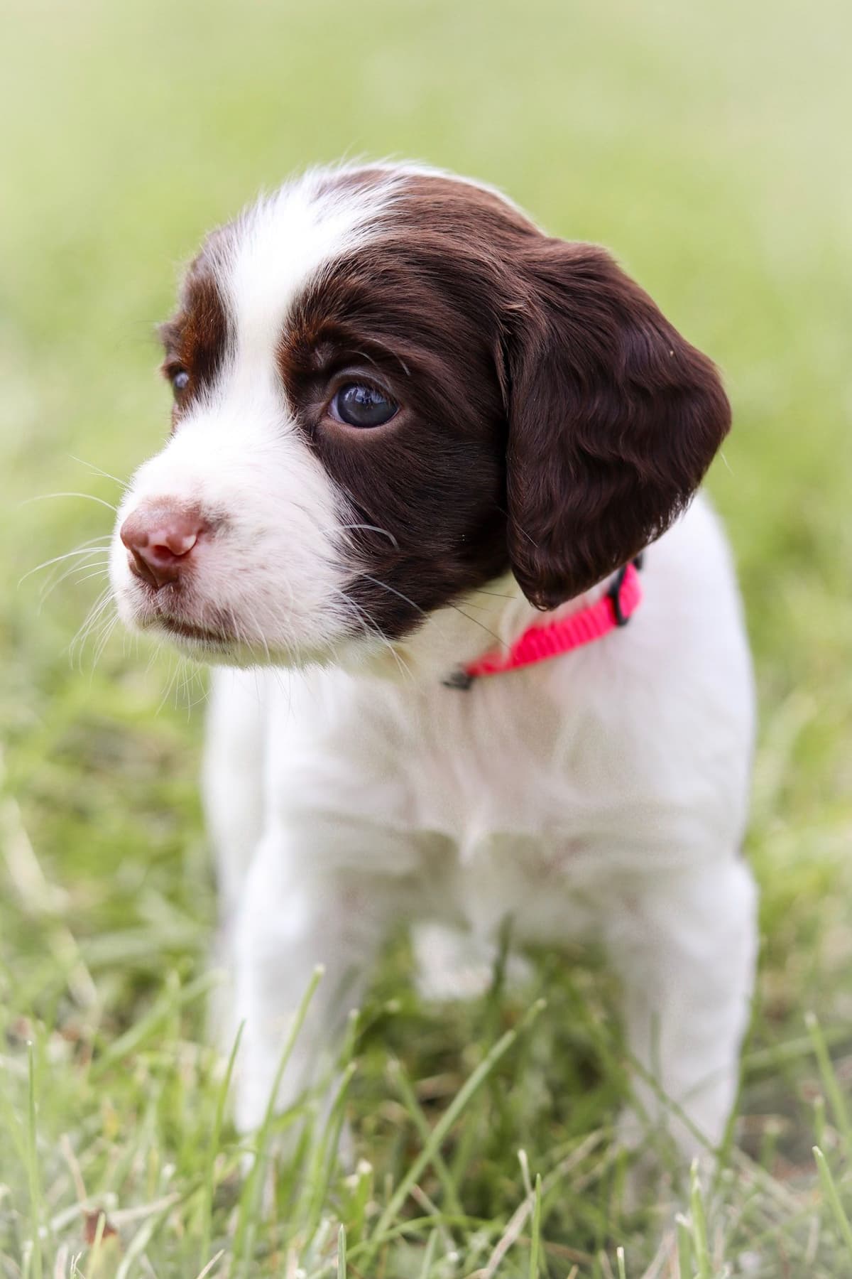 English Springer Spaniel Puppies breeder image 4