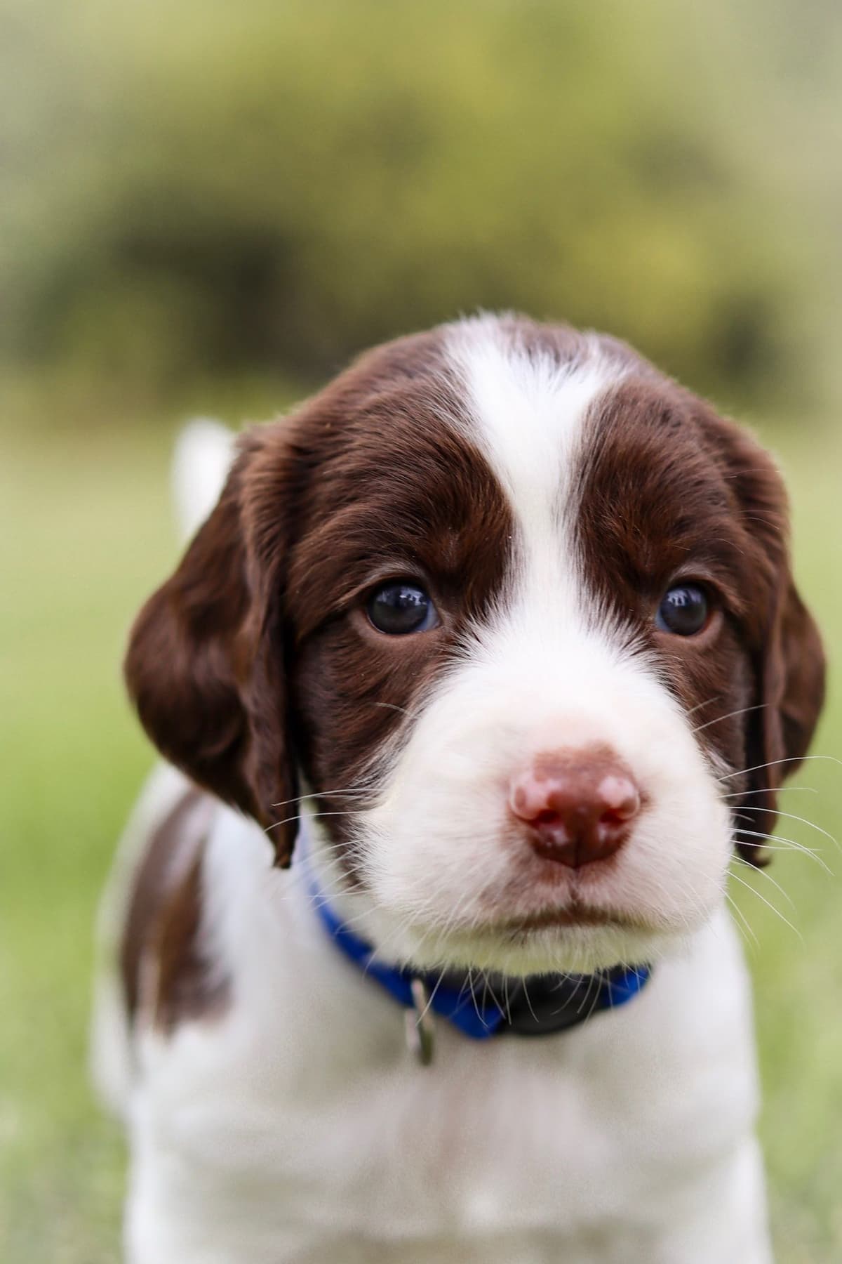 English Springer Spaniel Puppies breeder image 25