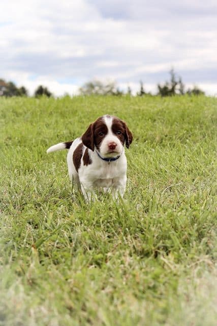 English Springer Spaniel Puppies breeder image 26