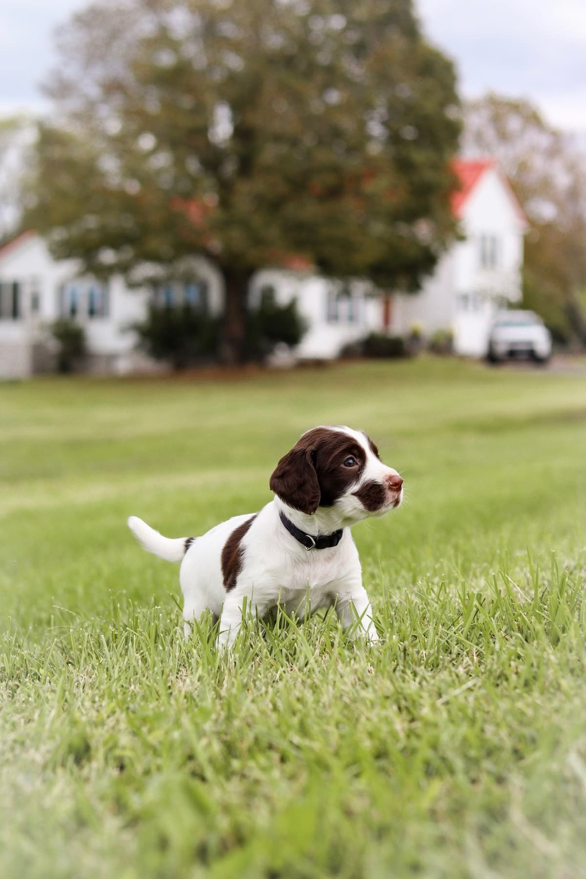 English Springer Spaniel Puppies breeder image 27