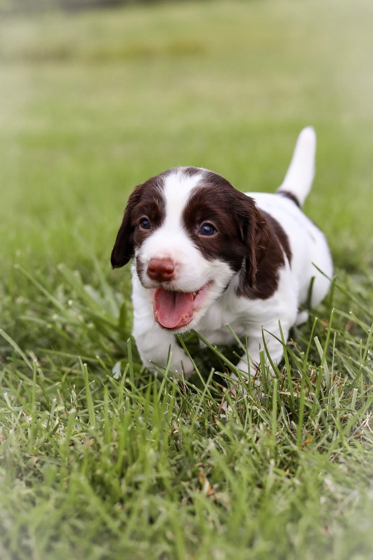 English Springer Spaniel Puppies breeder image 28