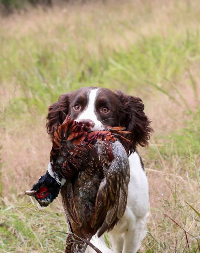 English Springer Spaniel Puppies media 3