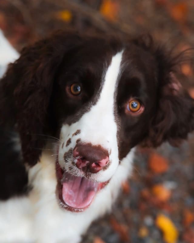 English Springer Spaniel Puppies media 7