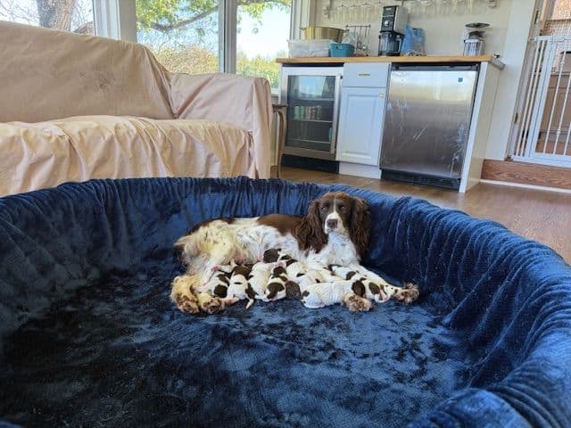 English Springer Spaniel Puppies media 9
