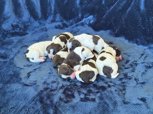 English Springer Spaniel Puppies media 8