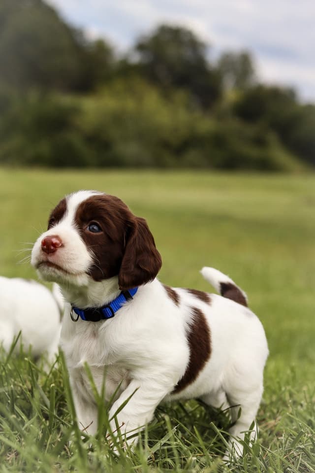 English Springer Spaniel Puppies media 4