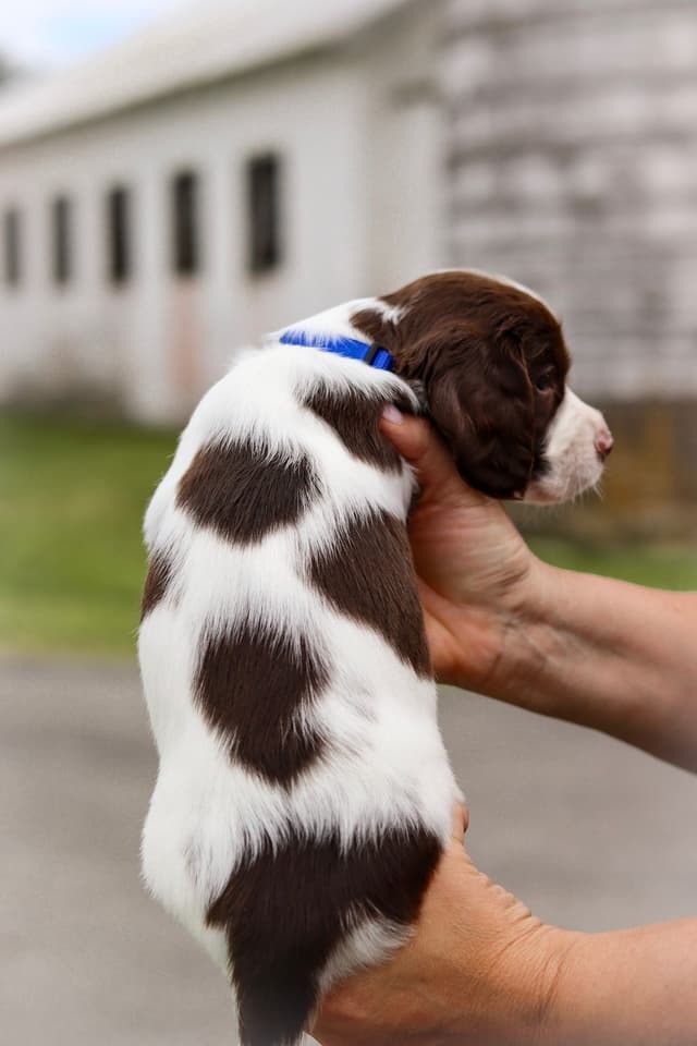 English Springer Spaniel Puppies media 5