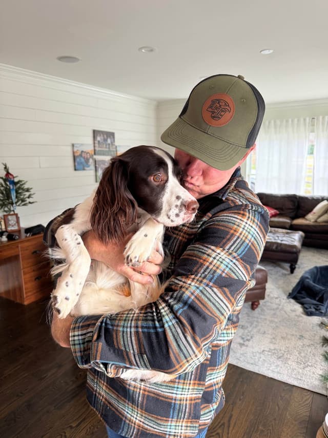 English Springer Spaniel Puppies media 10
