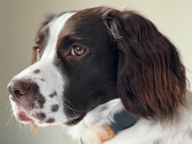 English Springer Spaniel Puppies media 2
