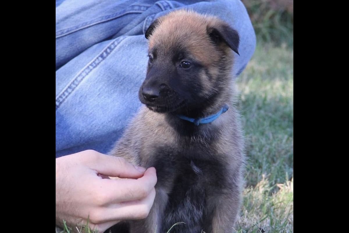 Belgian Malinois Puppies breeder image 3
