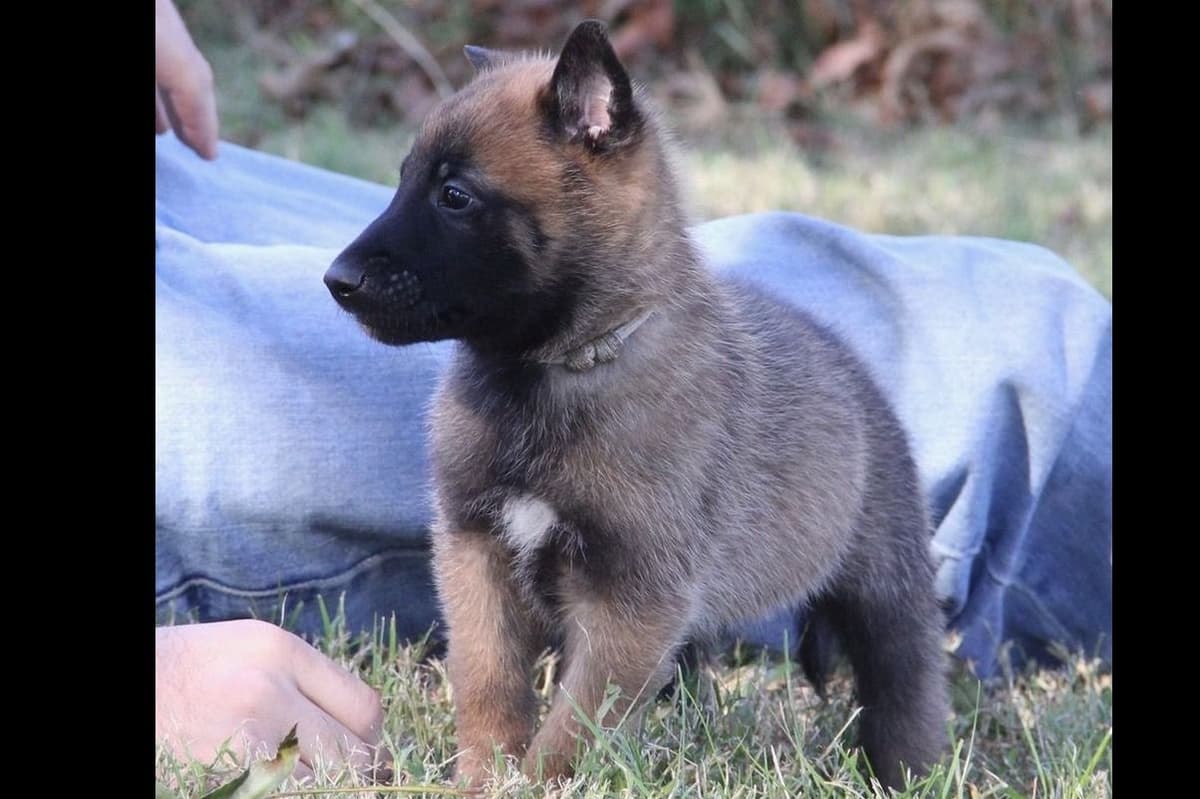 Belgian Malinois Puppies breeder image 5
