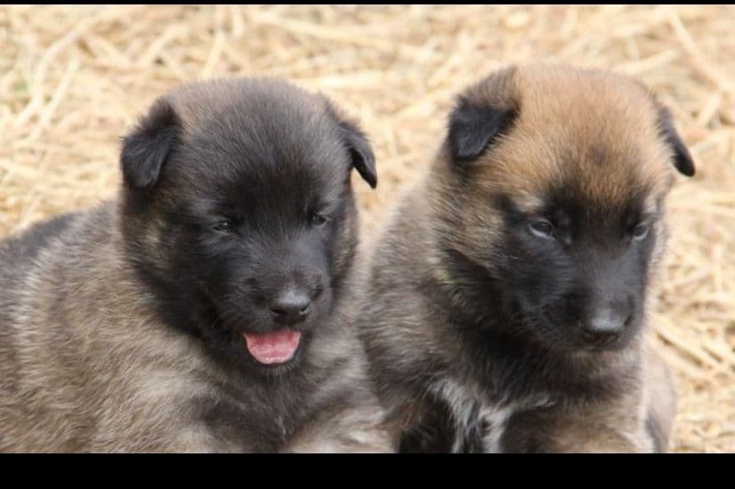Belgian Malinois Puppies breeder image 6