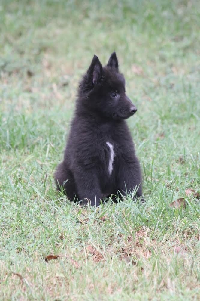 Belgian Malinois Puppies breeder image 7