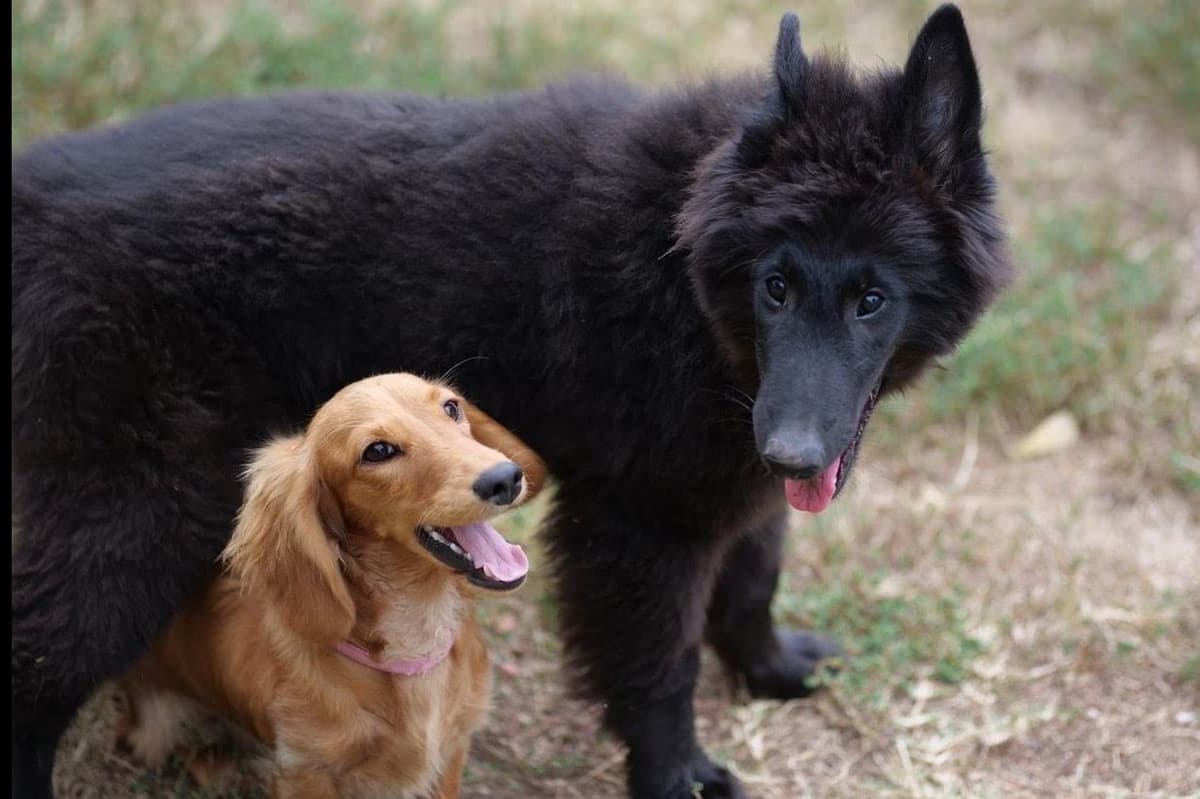 Belgian Malinois Puppies breeder image 9