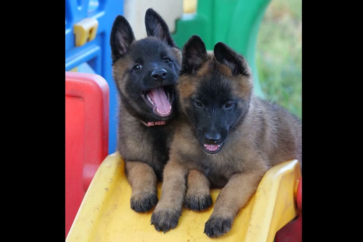 Belgian Malinois Puppies breeder image 1