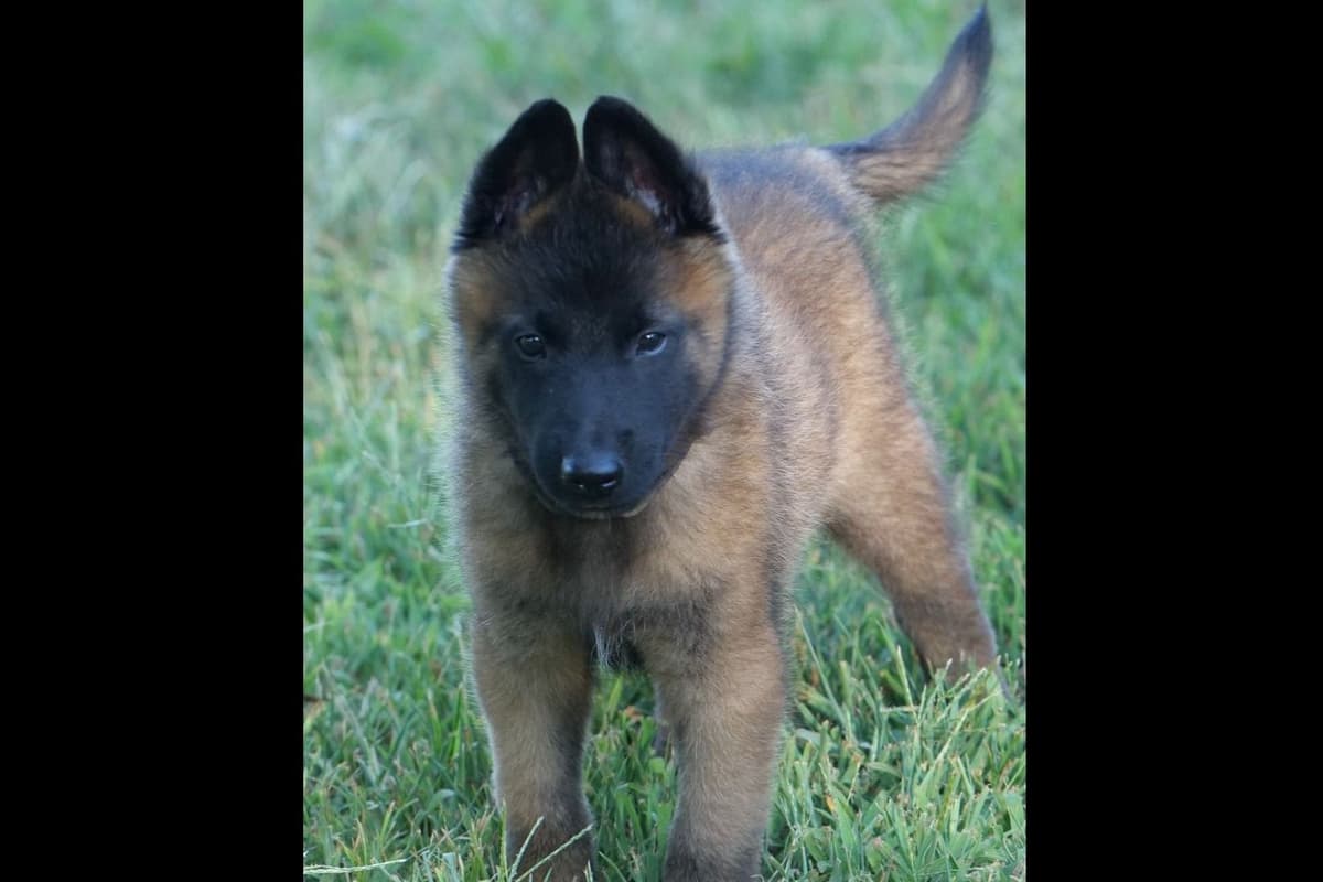 Belgian Malinois Puppies breeder image 2