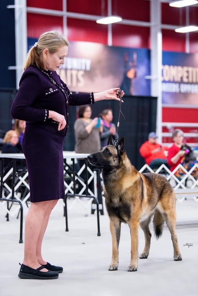 Belgian Malinois Puppies media 2