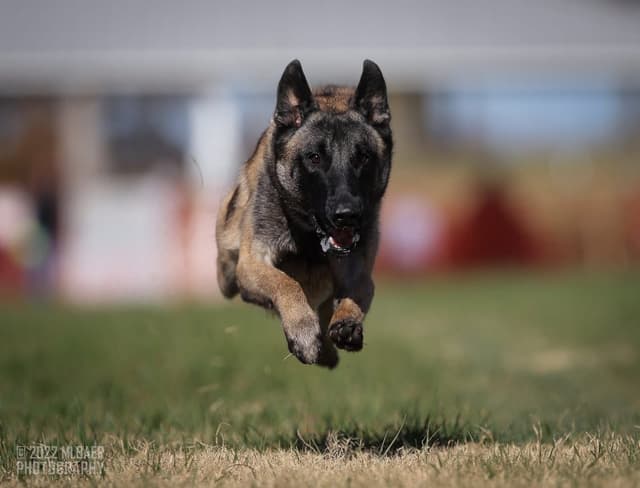 Belgian Malinois Puppies media 3
