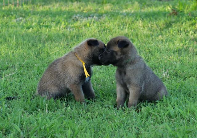 Belgian Malinois Puppies media 5