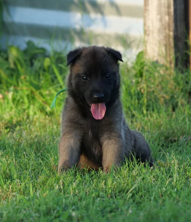 Belgian Malinois Puppies media 6