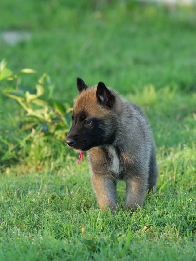 Belgian Malinois Puppies media 7