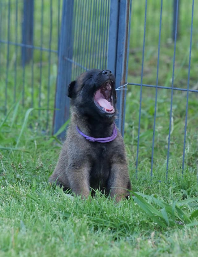 Belgian Malinois Puppies media 9